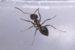 Lasius