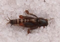 Neotridactylus archboldi