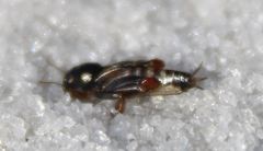 Neotridactylus archboldi