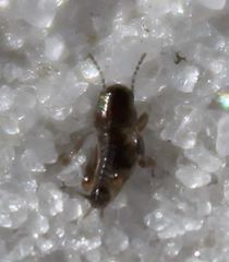 Neotridactylus archboldi
