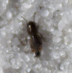 Neotridactylus archboldi
