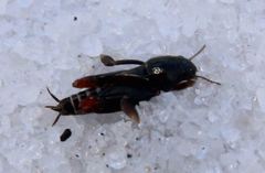 Neotridactylus archboldi