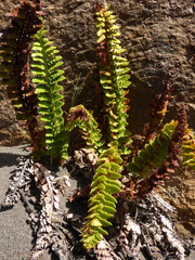 Austroblechnum microphyllum