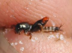 Neotridactylus archboldi