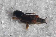 Neotridactylus archboldi