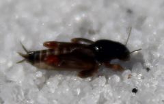 Neotridactylus archboldi