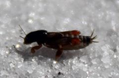 Neotridactylus archboldi