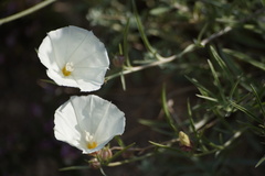 Convolvulus holosericeus