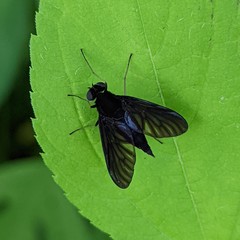 Chrysopilus velutinus
