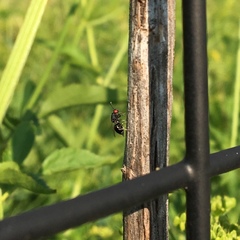 Eurytominae