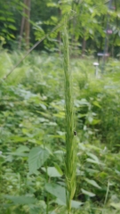Hordelymus europaeus