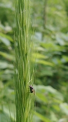 Hordelymus europaeus