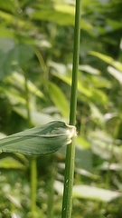 Hordelymus europaeus