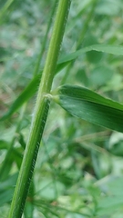 Hordelymus europaeus