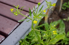 Ranunculus sceleratus
