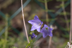 Campanula