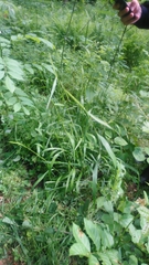 Hordelymus europaeus