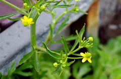 Ranunculus sceleratus