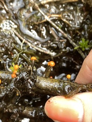 Vibrissea truncorum