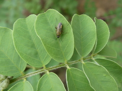 Plagiognathus arbustorum