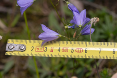 Campanula