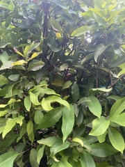 Syzygium samarangense