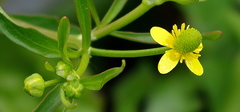 Ranunculus sceleratus