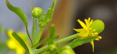 Ranunculus sceleratus