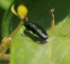Agrilus cyanescens