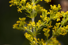 Galium verum