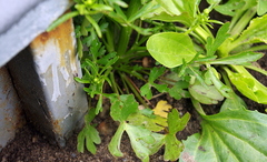 Ranunculus sceleratus