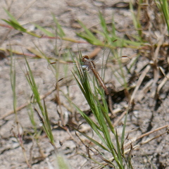 Erythrodiplax basifusca