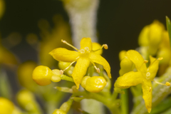 Galium verum