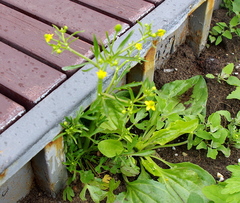 Ranunculus sceleratus