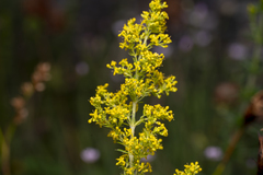 Galium verum