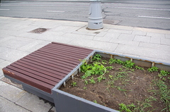 Ranunculus sceleratus