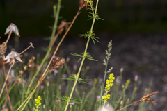 Galium verum