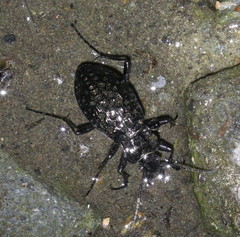 Carabus variolosus