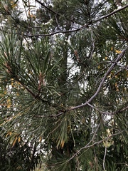 Pinus attenuata