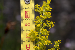 Galium verum