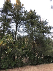 Pinus attenuata