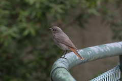 Phoenicurus ochruros