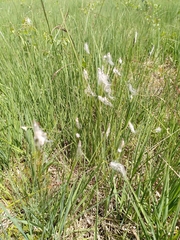 Trichophorum alpinum