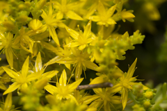 Sedum sexangulare