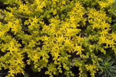 Sedum sexangulare