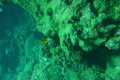 Pervagor aspricaudus