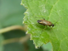 Plagiognathus arbustorum