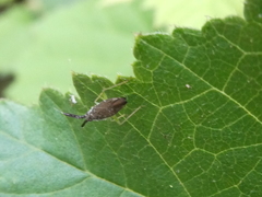 Heterotoma planicornis