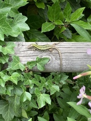 Podarcis muralis