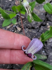 Clematis pitcheri pitcheri